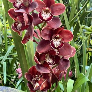 Alternative view of Cymbidium Khan Wall 'Brown'.