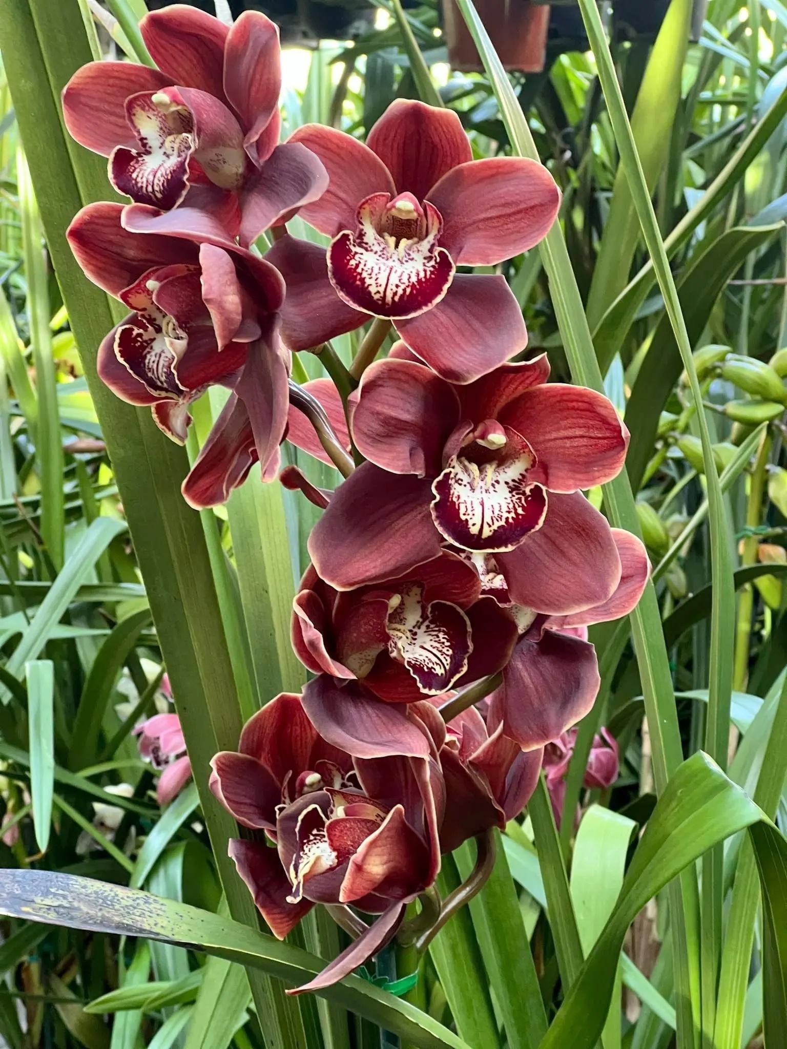 Cymbidium Khan Wall 'Brown'. - Image 2