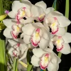 Cymbidium Barrita Peace ‘Janice’ - Image 7