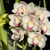 Cymbidium Barrita Peace ‘Janice’ - Image 6