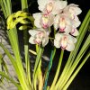 Cymbidium Barrita Peace ‘Janice’ - Image 5