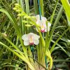 Cymbidium Barrita Peace ‘Janice’ - Image 2