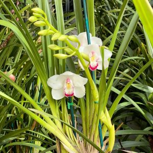 Alternative view of Cymbidium Barrita Peace ‘Janice’