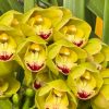 Cymbidium Carmel Split 'Masterpiece'
