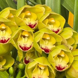Cymbidium Carmel Split 'Masterpiece'