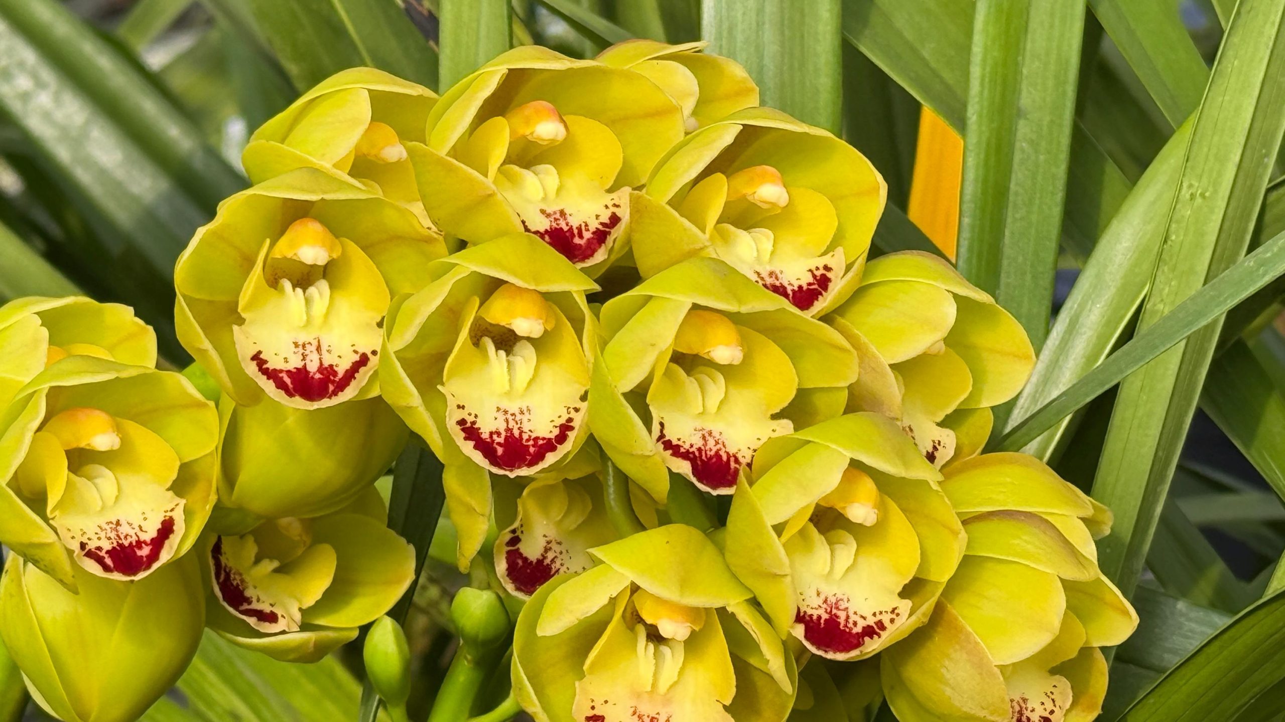Cymbidium Carmel Split 'Masterpiece'