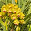 Cymbidium Carmel Split 'Masterpiece' - Image 4