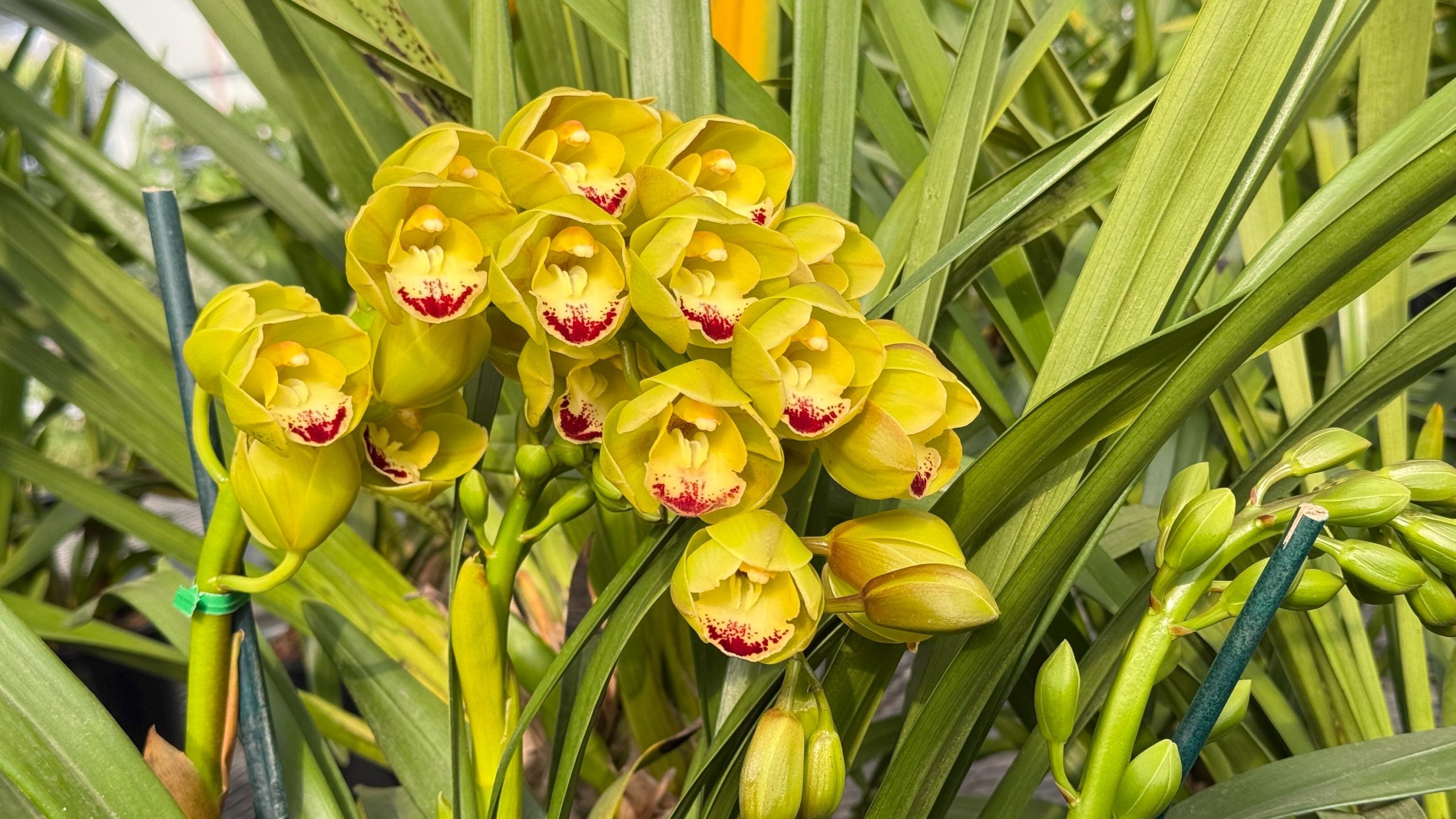 Cymbidium Carmel Split 'Masterpiece' - Image 4