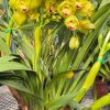Cymbidium Carmel Split 'Masterpiece' - Image 3