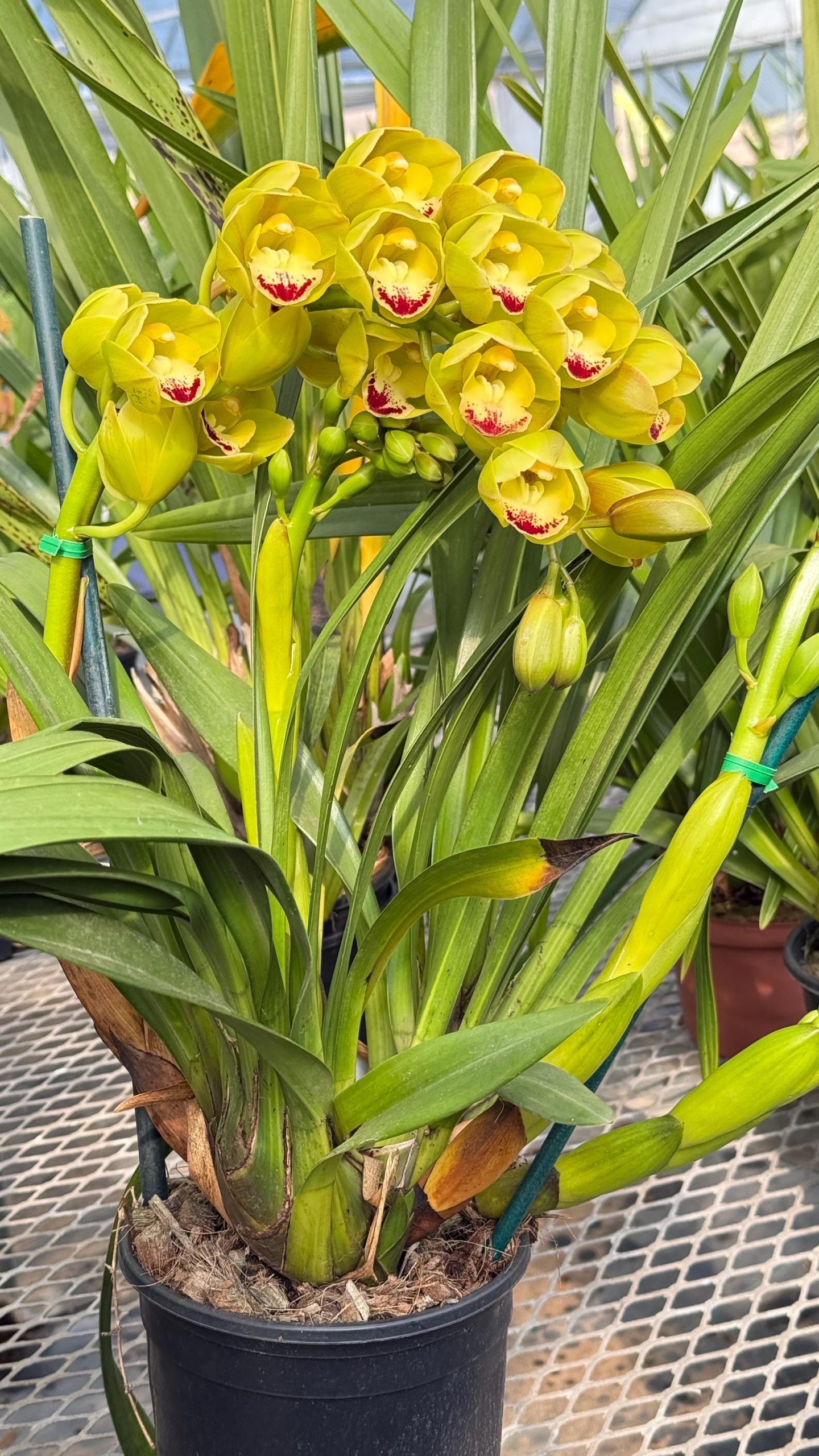 Cymbidium Carmel Split 'Masterpiece' - Image 3