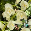 Cymbidium November Child ‘Liz’ - Image 3