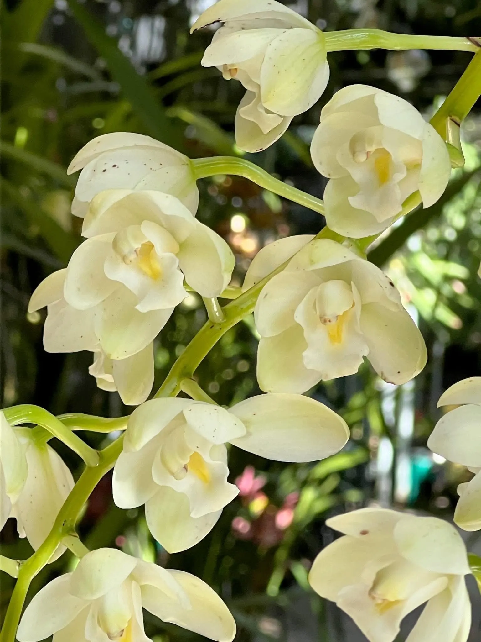 Cymbidium November Child ‘Liz’ - Image 3