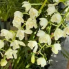 Cymbidium November Child ‘Liz’ - Image 5