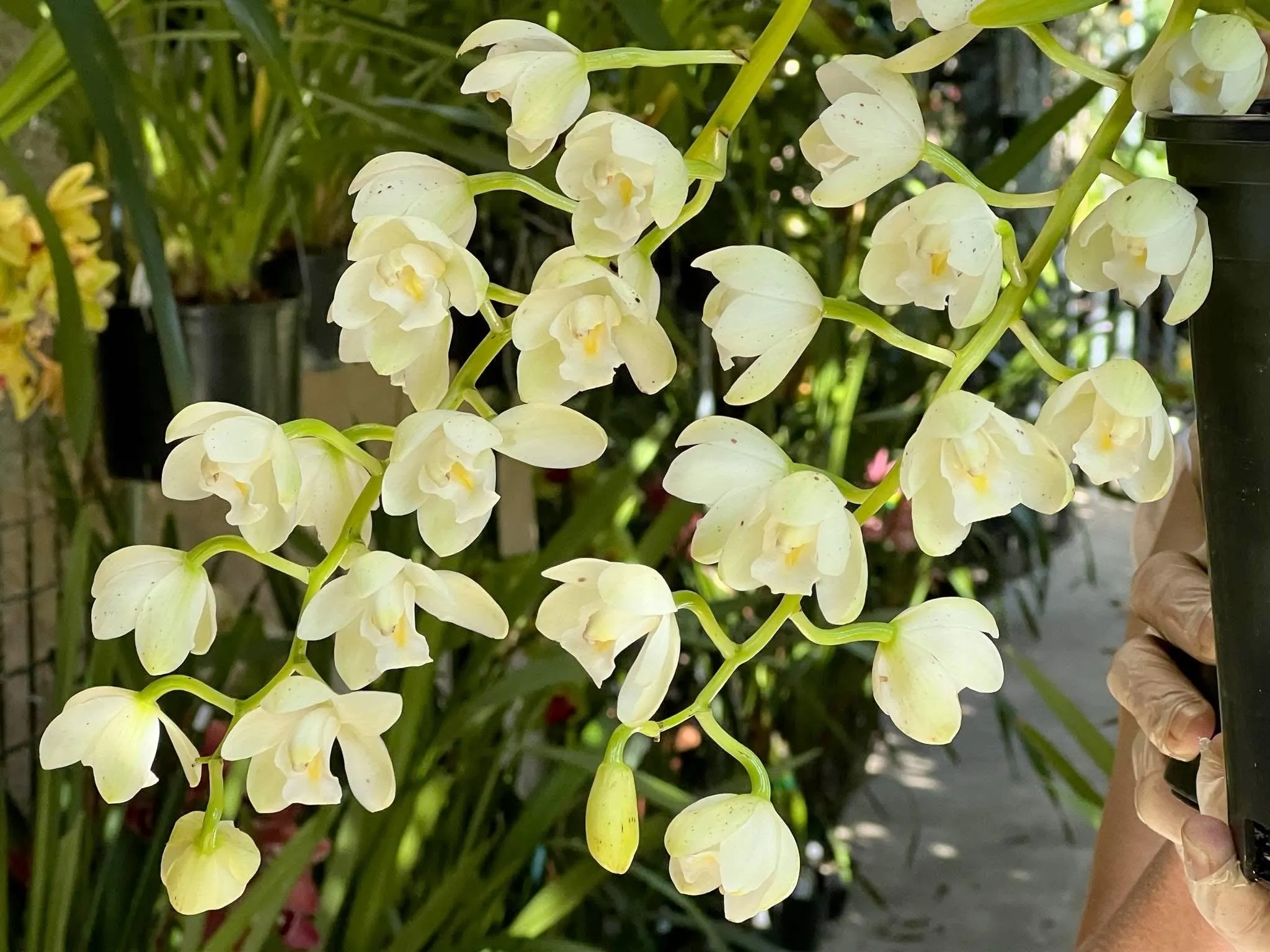 Cymbidium November Child ‘Liz’ - Image 5