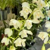 Cymbidium November Child ‘Liz’ - Image 4
