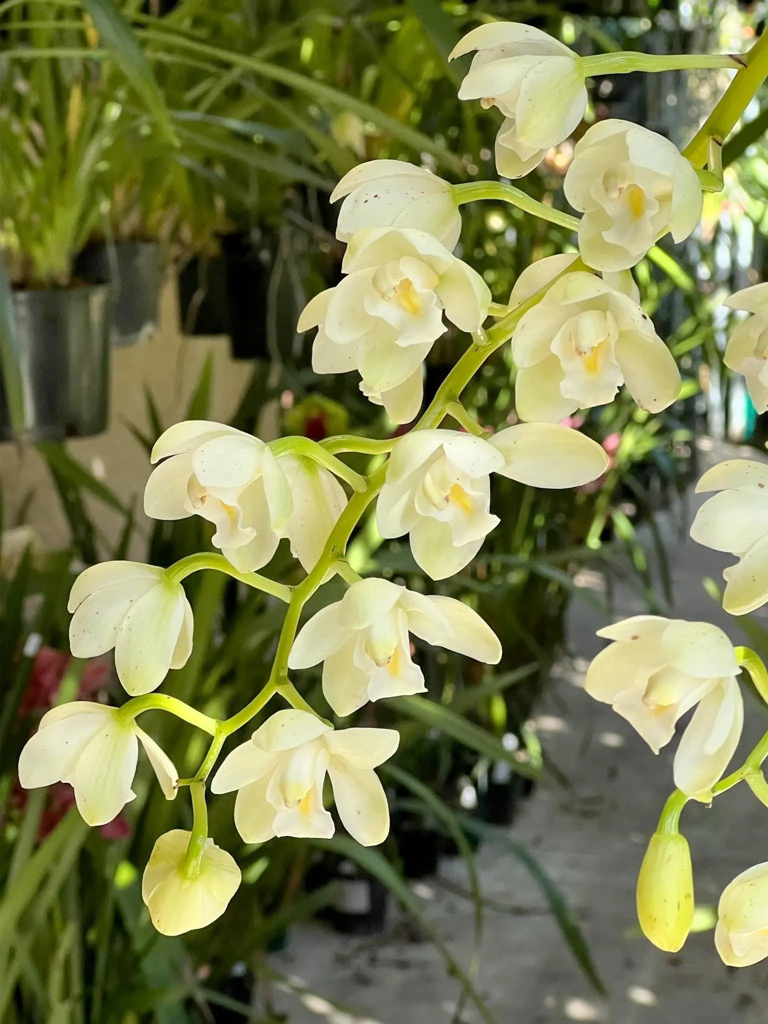 Cymbidium November Child ‘Liz’ - Image 4