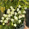 Cymbidium November Child ‘Liz’ - Image 6