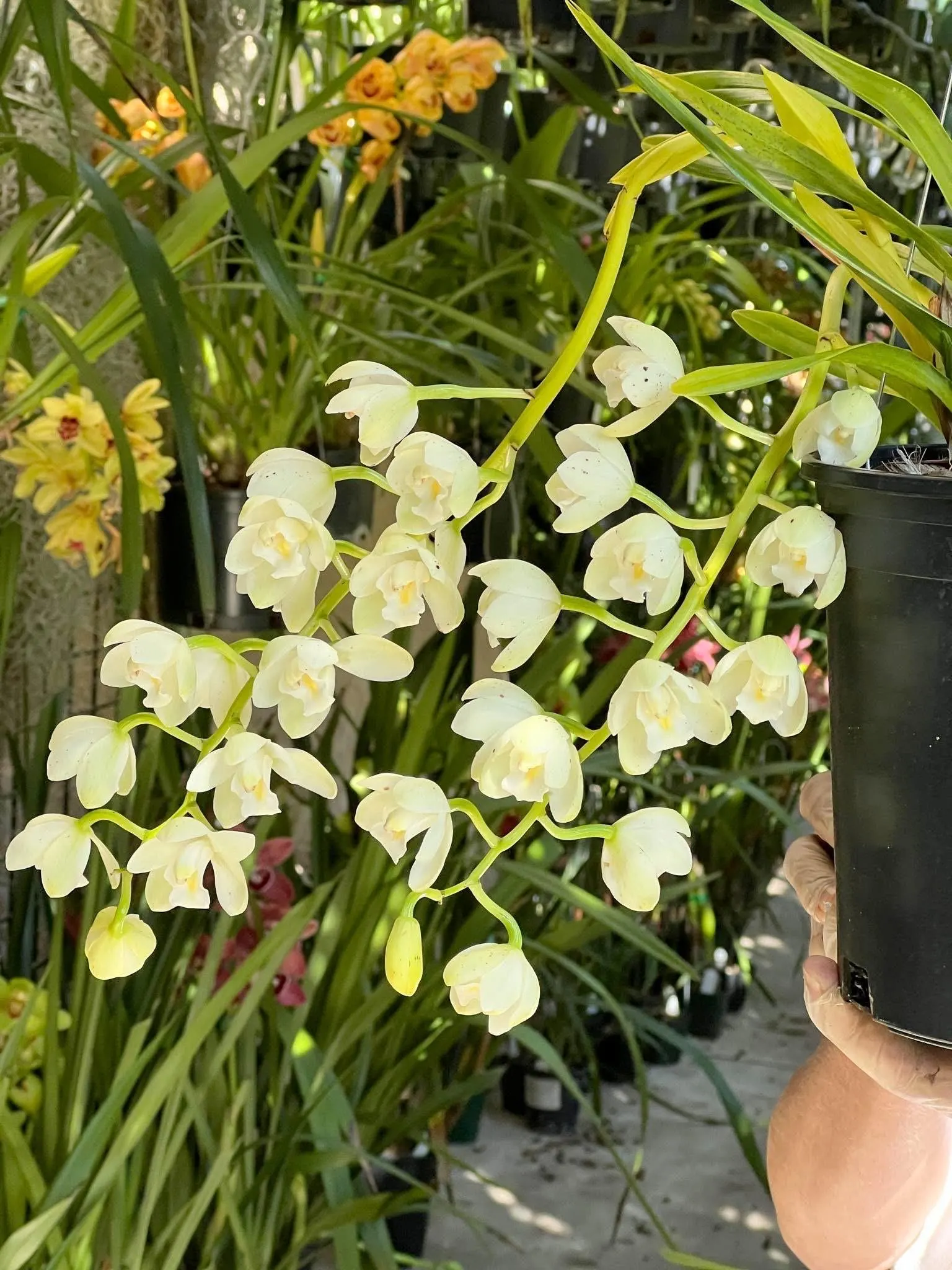 Cymbidium November Child ‘Liz’ - Image 6