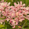 Cymbidium Mainstem ‘Hip Hip’ - Image 6