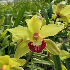 Cymbidium Barrita Metal '#1'