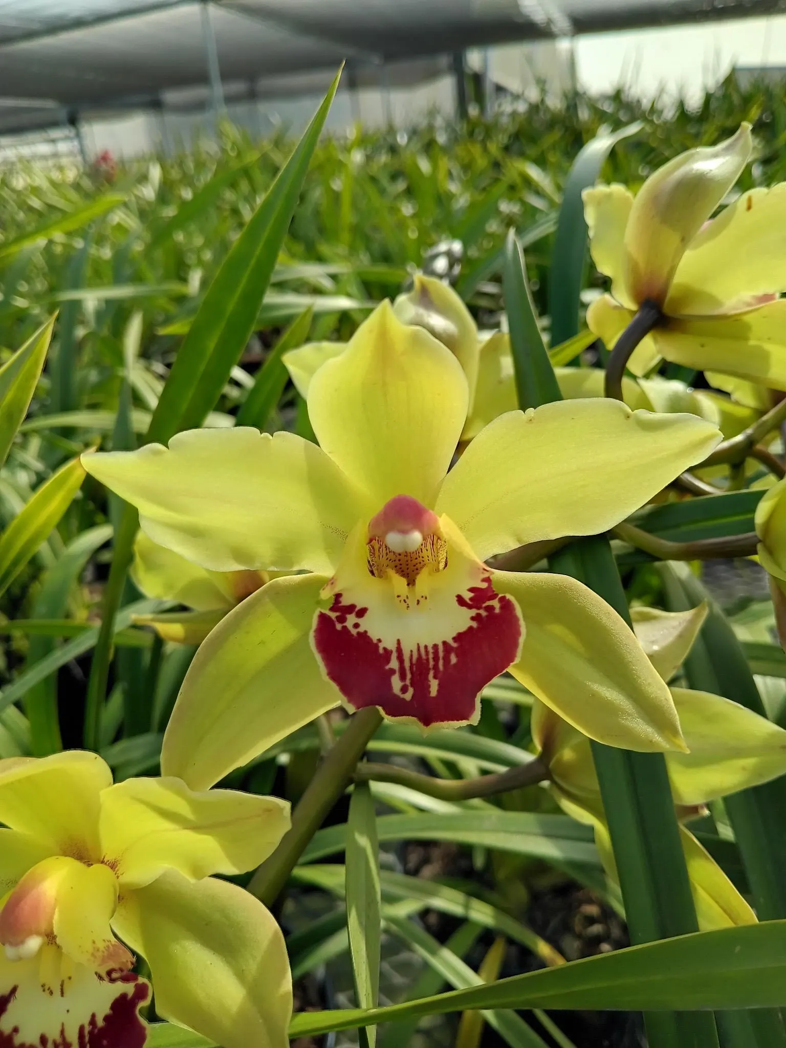 Cymbidium Barrita Metal '#1'