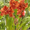 Cym. Memoria Craig Sibbit ‘Solid Orange’ - Image 4