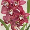 Cymbidium Khan Fury ’Dark and Pointy’ - Image 10