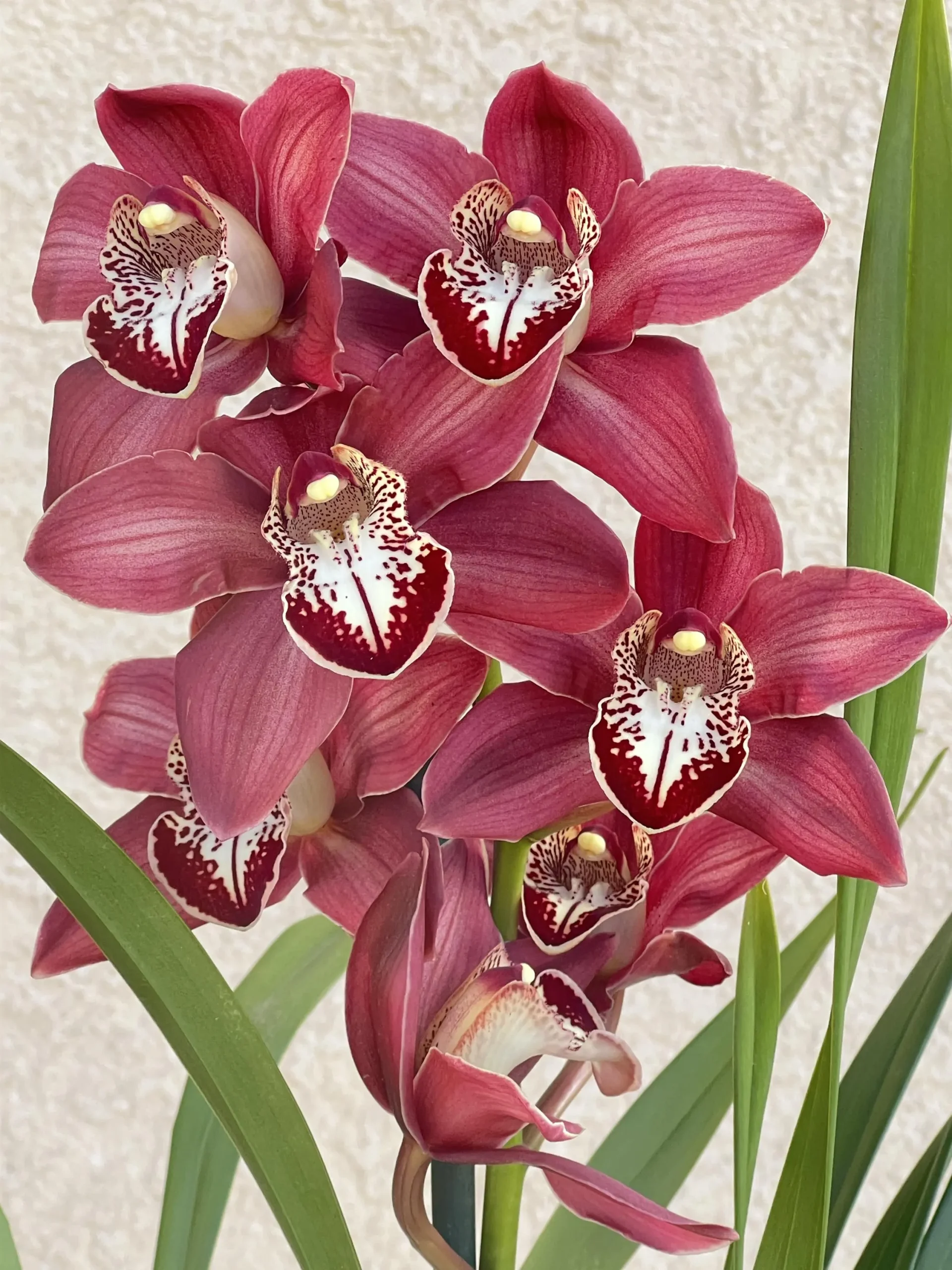 Cymbidium Khan Fury ’Dark and Pointy’ - Image 10