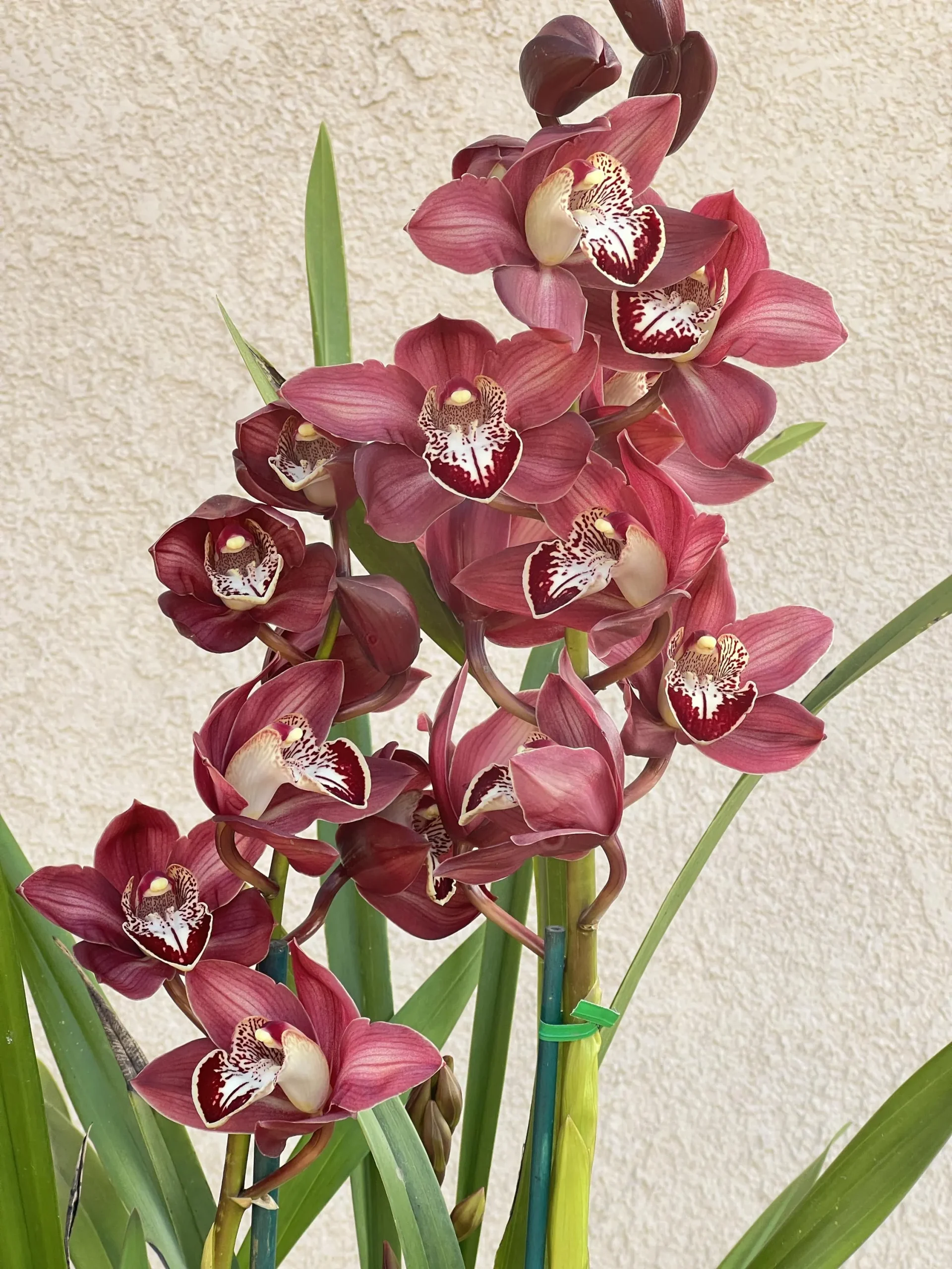 Cymbidium Khan Fury ’Dark and Pointy’ - Image 8