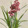 Cymbidium Khan Fury ’Dark and Pointy’ - Image 7