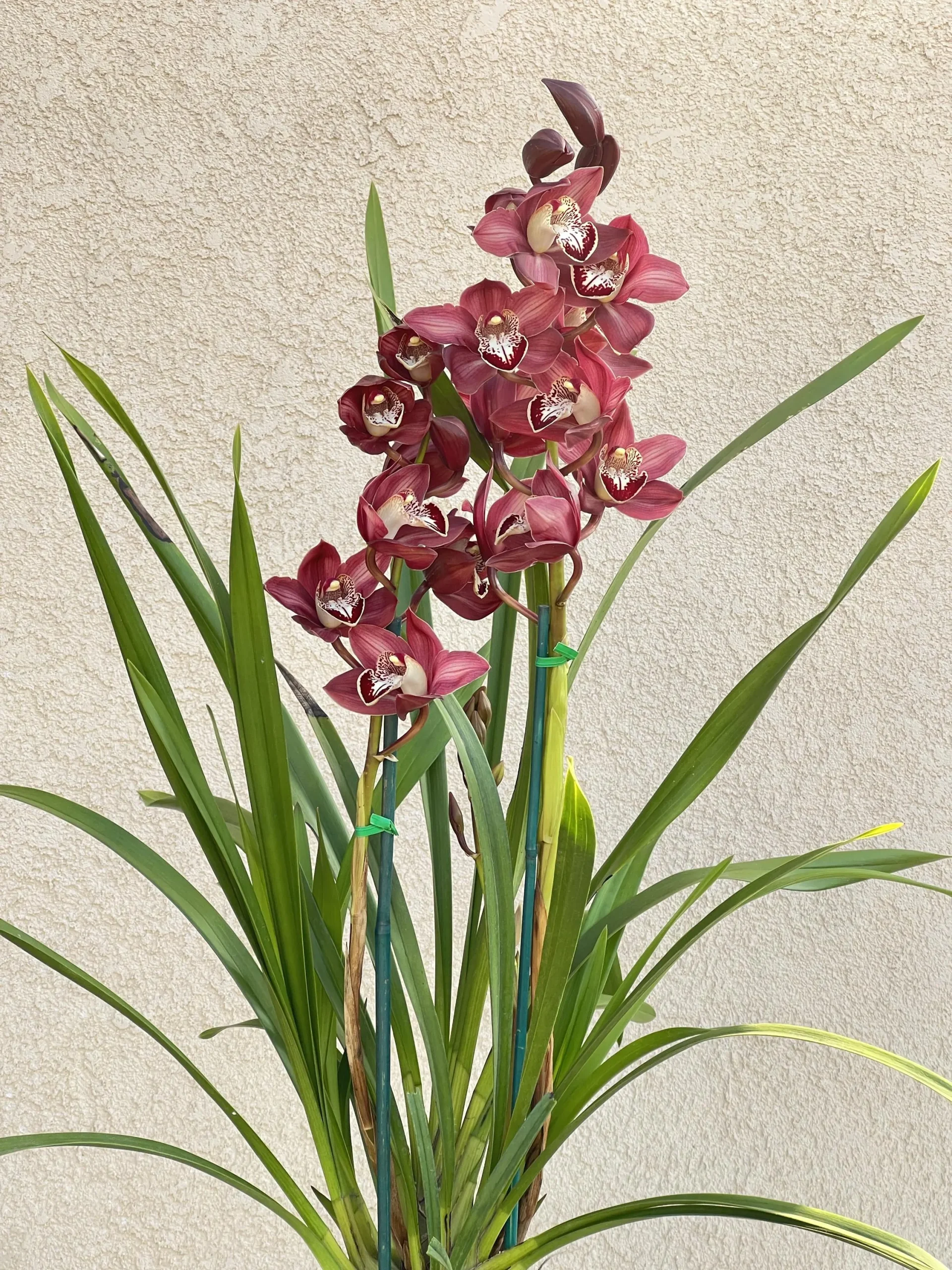 Cymbidium Khan Fury ’Dark and Pointy’ - Image 7
