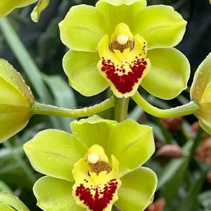 Cymbidium Lillian Fujimoto ‘Irish Lass’ S/CSA, AM/AOS