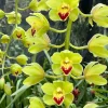 Cymbidium Lillian Fujimoto ‘Irish Lass’ S/CSA, AM/AOS - Image 4