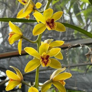 Cymbidium Bob Norton ‘Tangerine’