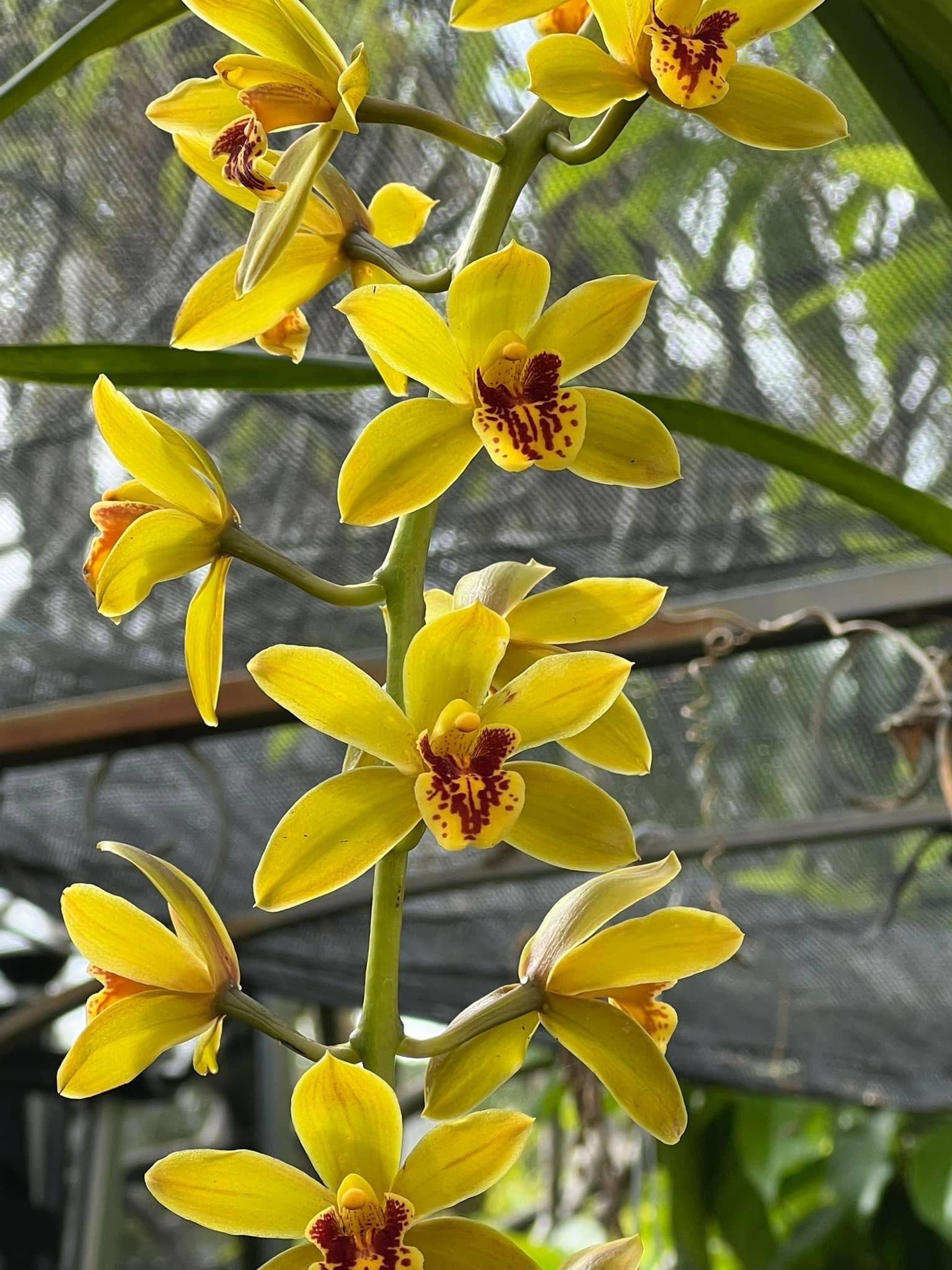 Cymbidium Bob Norton ‘Tangerine’