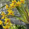 Cymbidium Bob Norton ‘Tangerine’ - Image 7