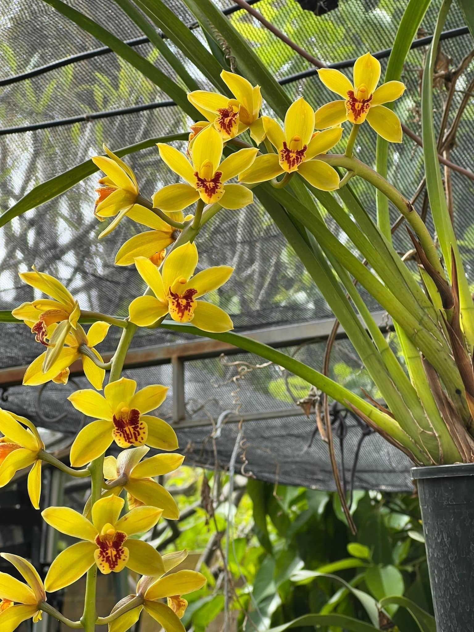 Cymbidium Bob Norton ‘Tangerine’ - Image 7