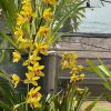 Cymbidium Bob Norton ‘Tangerine’ - Image 6