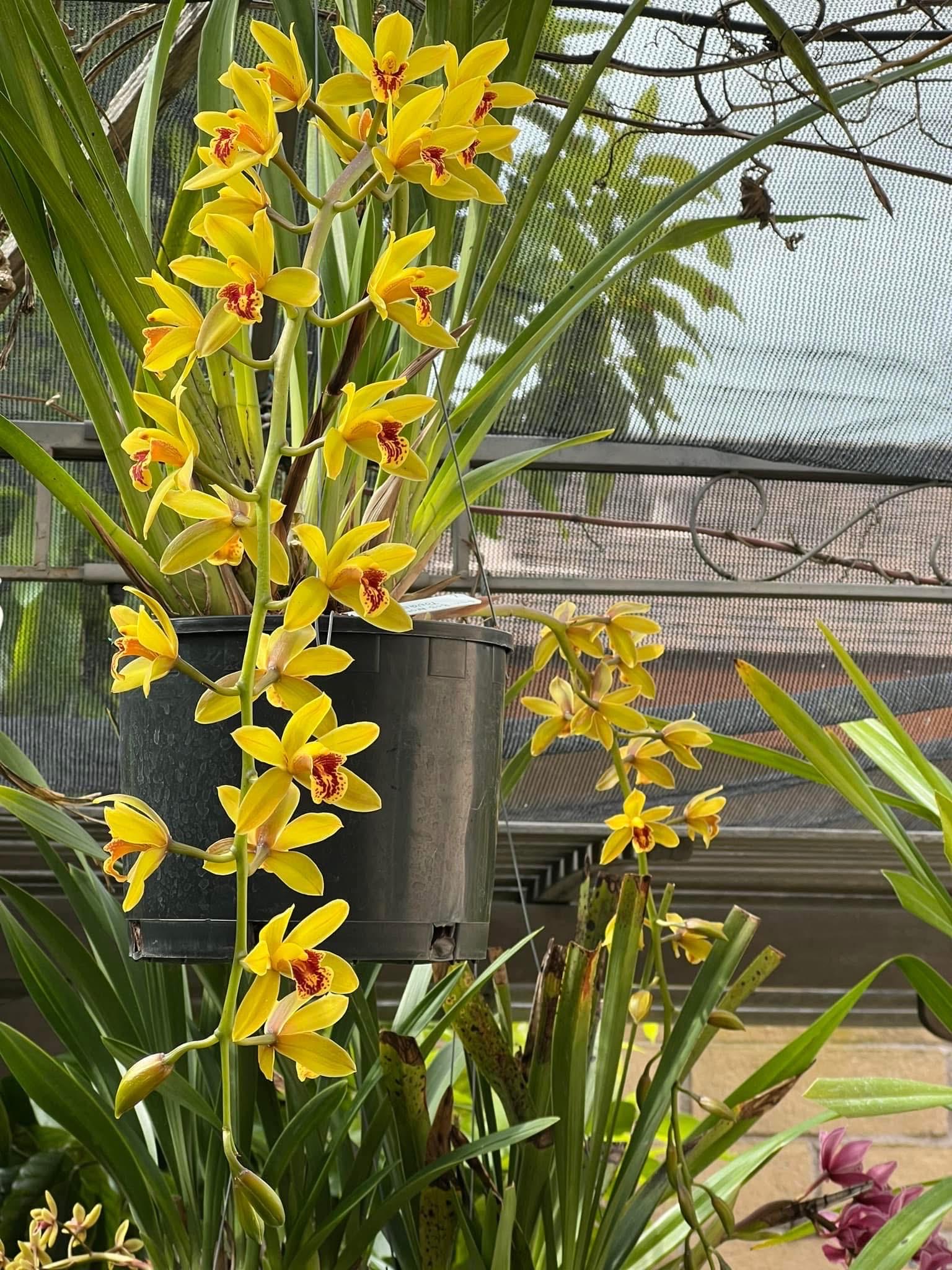 Cymbidium Bob Norton ‘Tangerine’ - Image 6