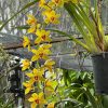 Cymbidium Bob Norton ‘Tangerine’ - Image 5