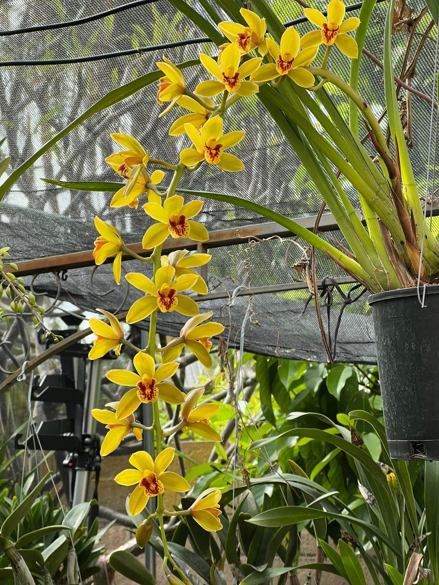 Cymbidium Bob Norton ‘Tangerine’ - Image 5