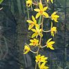 Cymbidium Bob Norton ‘Tangerine’ - Image 2