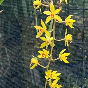 Alternative view of Cymbidium Bob Norton ‘Tangerine’