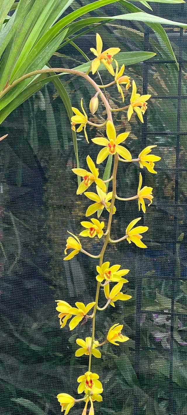 Cymbidium Bob Norton ‘Tangerine’ - Image 2