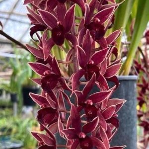 Alternative view of Cymbidium canaliculatum x Cymbidium Malpaso Creek