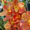 Cymbidium Barrita Thunder 'Golden Orange' - Image 3