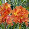 Cymbidium Barrita Thunder 'Golden Orange' - Image 4