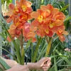 Cymbidium Barrita Thunder 'Golden Orange' - Image 5