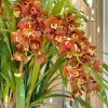 Cymbidium Volcanic Flash 'Tim Tam' - Image 3