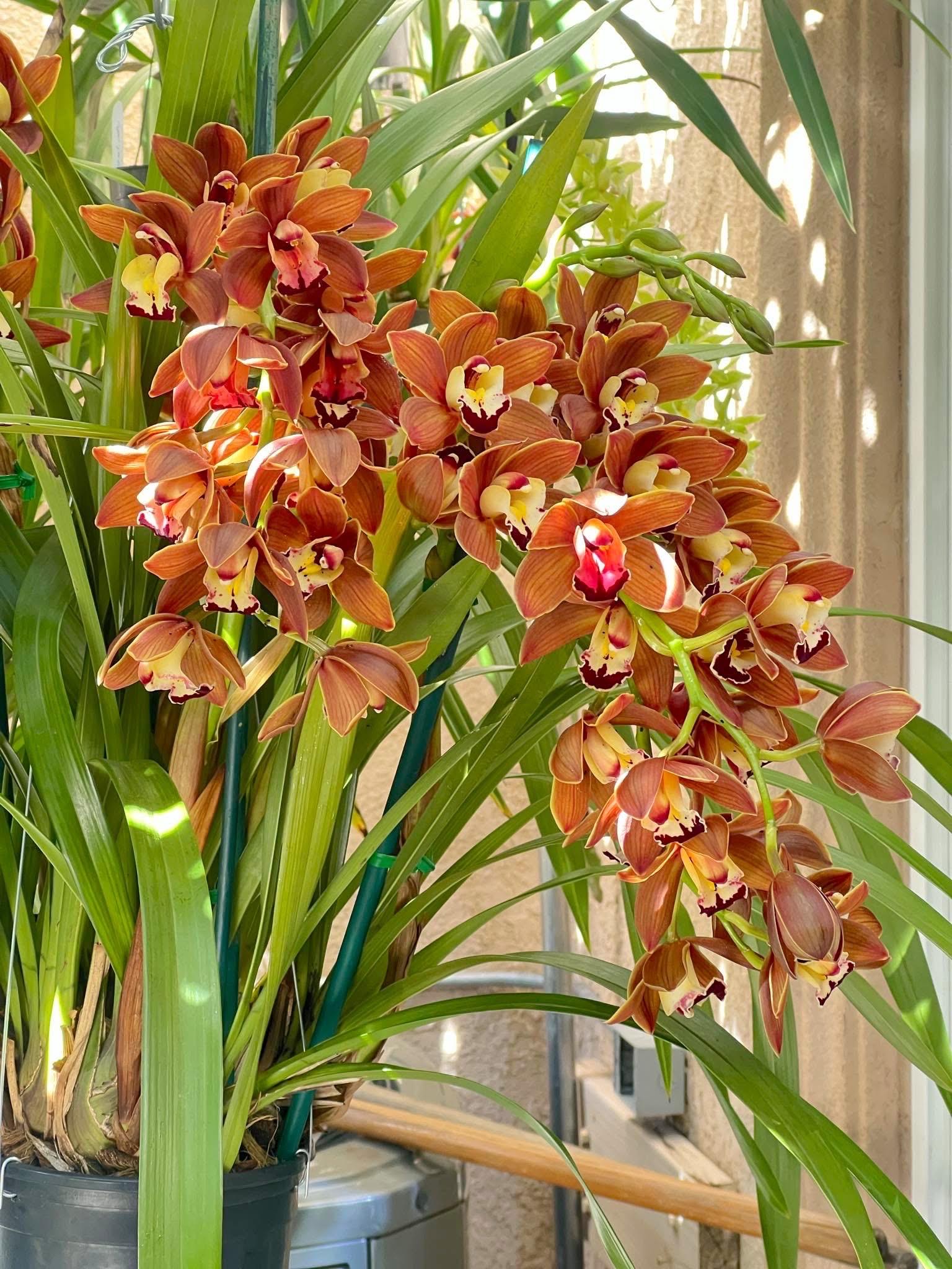 Cymbidium Volcanic Flash 'Tim Tam' - Image 3